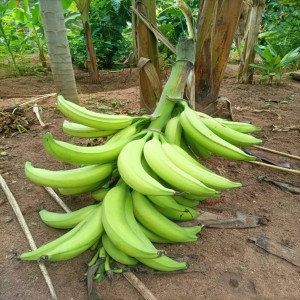 Régime de banane plantain