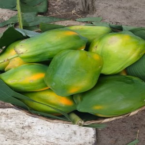 Papaye bio